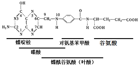 葉酸分子結(jié)構(gòu)式