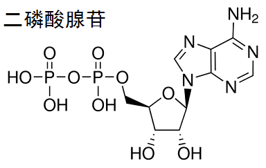 二磷酸腺苷 結(jié)構(gòu)式