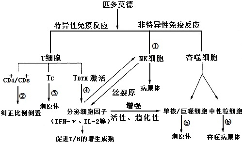 匹多莫德藥理作用機理