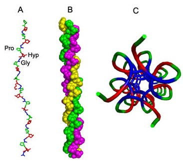 膠原蛋白的三維結(jié)構(gòu) 