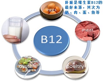 維生素B12的來(lái)源