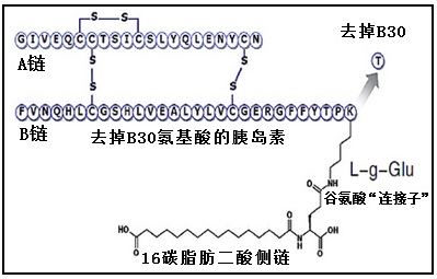 德谷胰島素的結(jié)構(gòu)