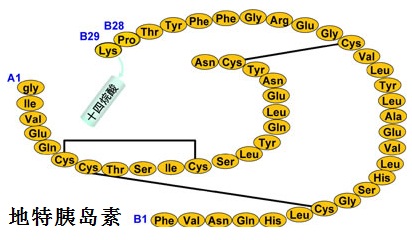 地特胰島素的分子結(jié)構(gòu)