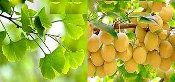 Leaves and seeds of Ginkgo biloba (ginkgo)