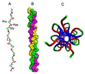 The 3D structure of collagen