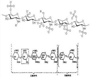 The molecular structure of heparin