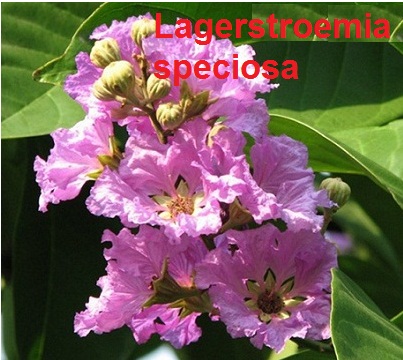 Lagerstroemia speciosa