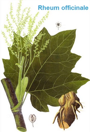 Rheum officinale Baill