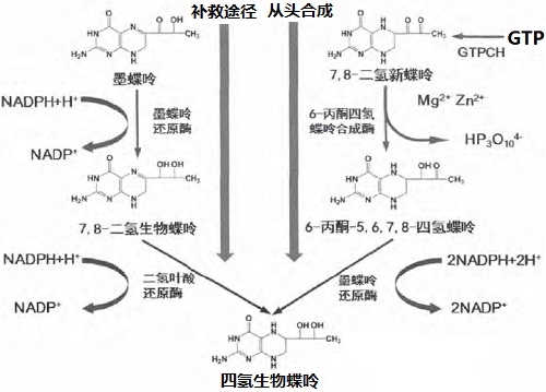 四氫生物蝶呤生物合成的兩條途徑( 從頭合成和補(bǔ)救途徑)