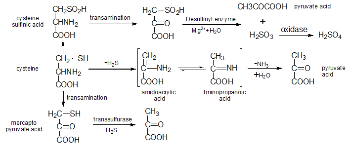 Non-protein nitrogenous compounds synthesized or part-synthesized by cysteine include taurine, peroxydihydroxyethylamine, coenzyme A and glutathione.