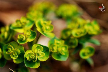 狼毒花