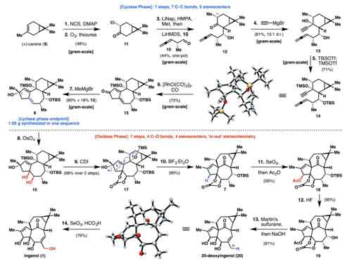 14步反應合成巨大戟醇