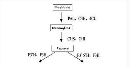 	(-)-Epicatechin gallate