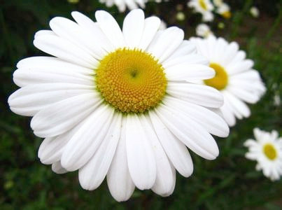 Pyrethrum Extract / Pyrethrins