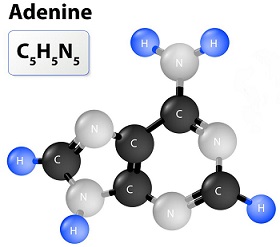 腺嘌呤