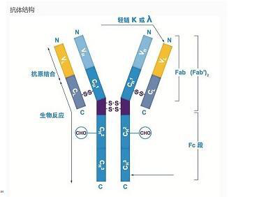 BH3結(jié)構(gòu)域凋亡誘導(dǎo)蛋白抗體