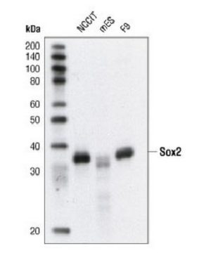 Sox2 Antibody