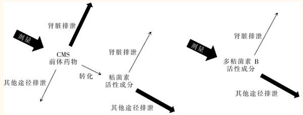 多粘菌素B和多粘菌素E的代謝途徑