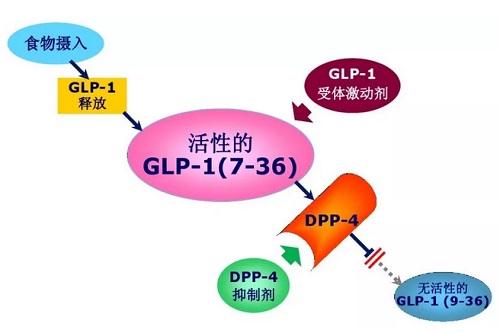 GLP-1與DPP-4降糖機制