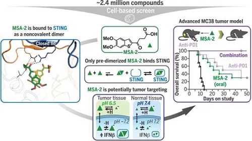 STING激動(dòng)劑MSA-2，圖片來自Science, 2020, doi:10.1126/science.aba6098。