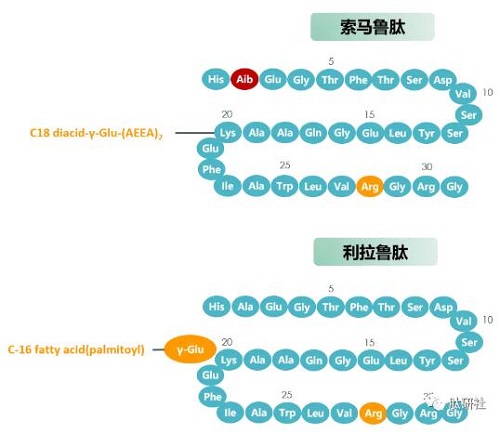 索馬魯肽和利拉魯肽分子結構