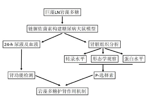 巖藻多糖新用途——糖尿病腎病的潛在藥物