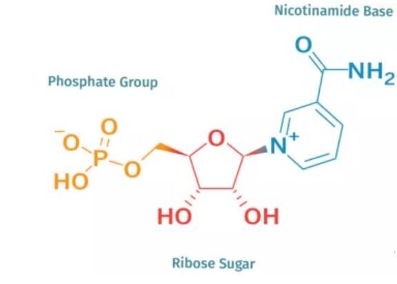 煙酰胺單核苷酸的功效與作用
