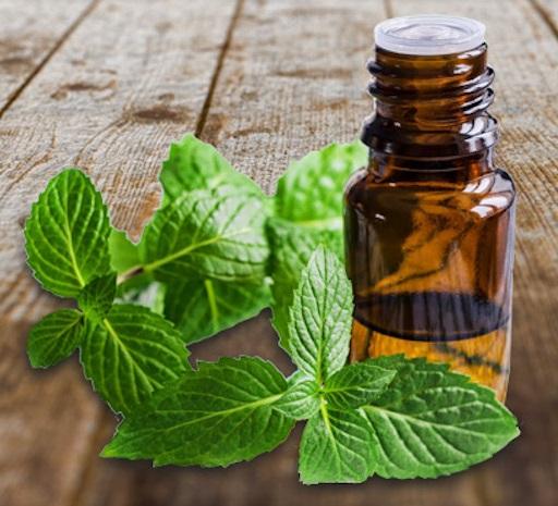 Spearmint-Essential-Oil.jpg