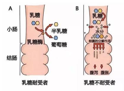 乳糖酶是什么？