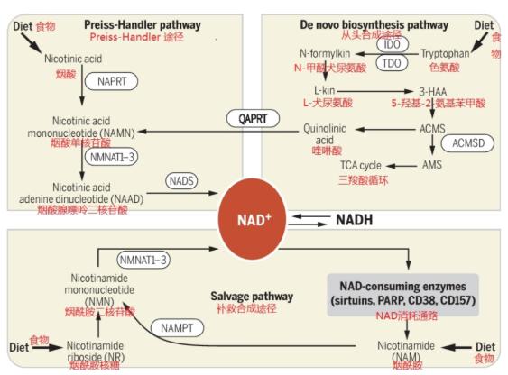聽(tīng)說(shuō)煙酰胺和nmn的作用類(lèi)似？