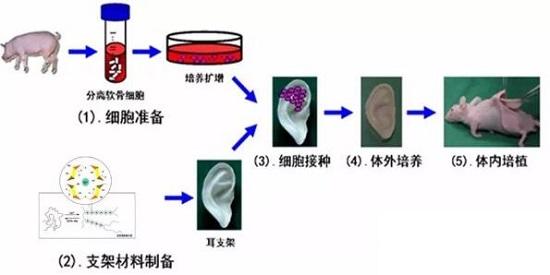 海藻酸鈉，能做的遠(yuǎn)比你知道的多