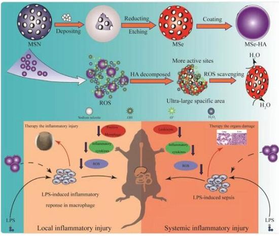 多孔二氧化硒納米顆粒消耗ROS治療炎癥