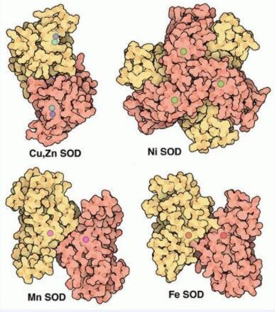 ?超氧化物歧化酶的性質與用途