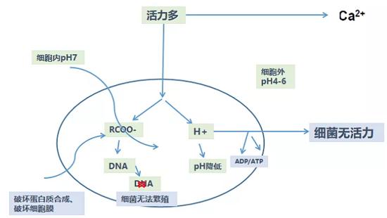 飼料級甲酸鈣在養(yǎng)殖生產(chǎn)中的兩大突出作用！