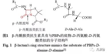 β-內(nèi)酰胺結構式