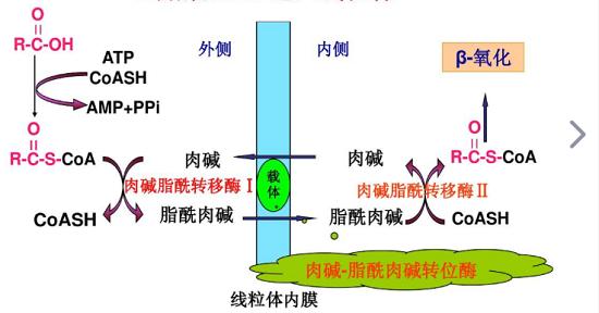 左旋肉堿：減肥人群繞不開的物質(zhì)