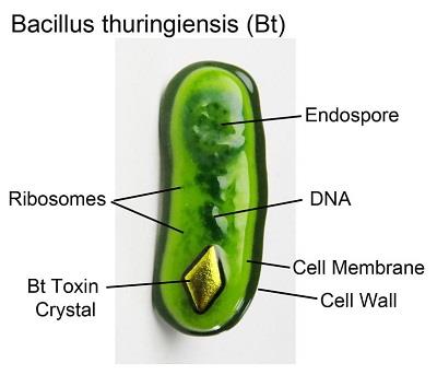 Bacillus thuringiensis