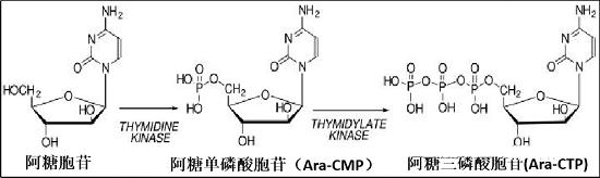 抗腫瘤藥物---阿糖胞苷