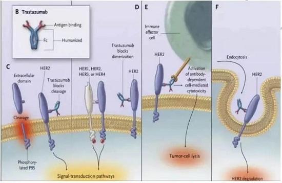 曲妥珠單抗二三事