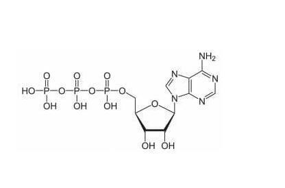 Adenosine triphosphate.jpg