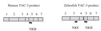 TK receptors