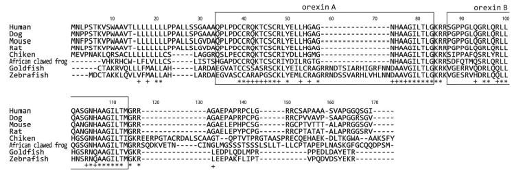 	Orexin A (bovine, human, mouse, rat)