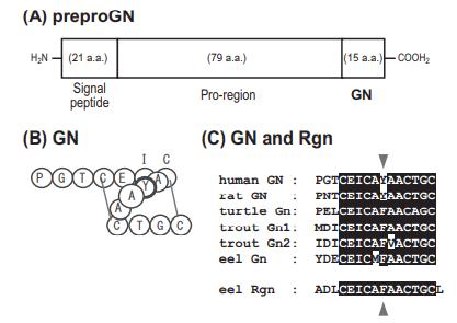 GUANYLIN (RAT)