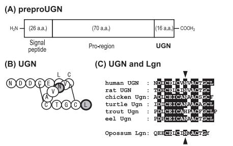 Uroguanylin (human)