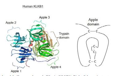 Plasma kallikrein