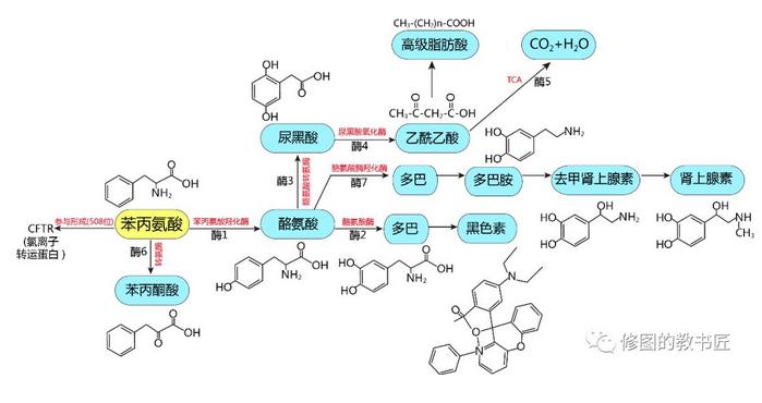 丙氨酸相關(guān)疾病示意圖