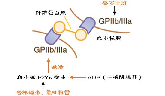 替格瑞洛的作用機(jī)制.png