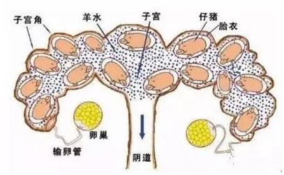 縮宮素的使用