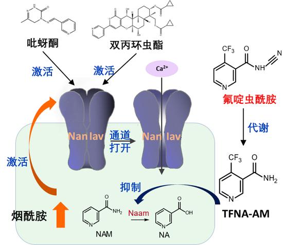 氟啶蟲酰胺的作用機(jī)制