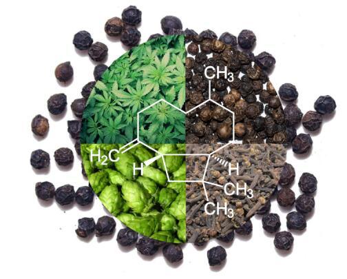 β-石竹烯與帕金森氏癥研究